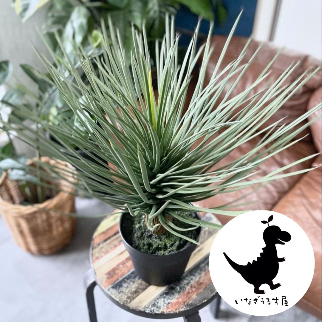 ユッカ ロストラータ フェイクグリーン 人工植物 いなざうるす屋 観葉植物