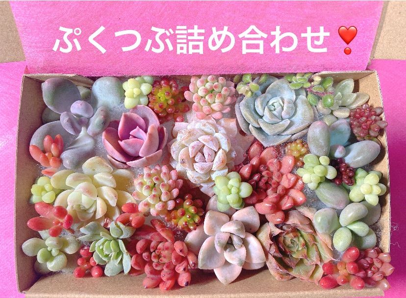 ①クーポンあり❣️ぷくぷくつぶつぶ詰め合わせ❣️カット苗 多肉弁当