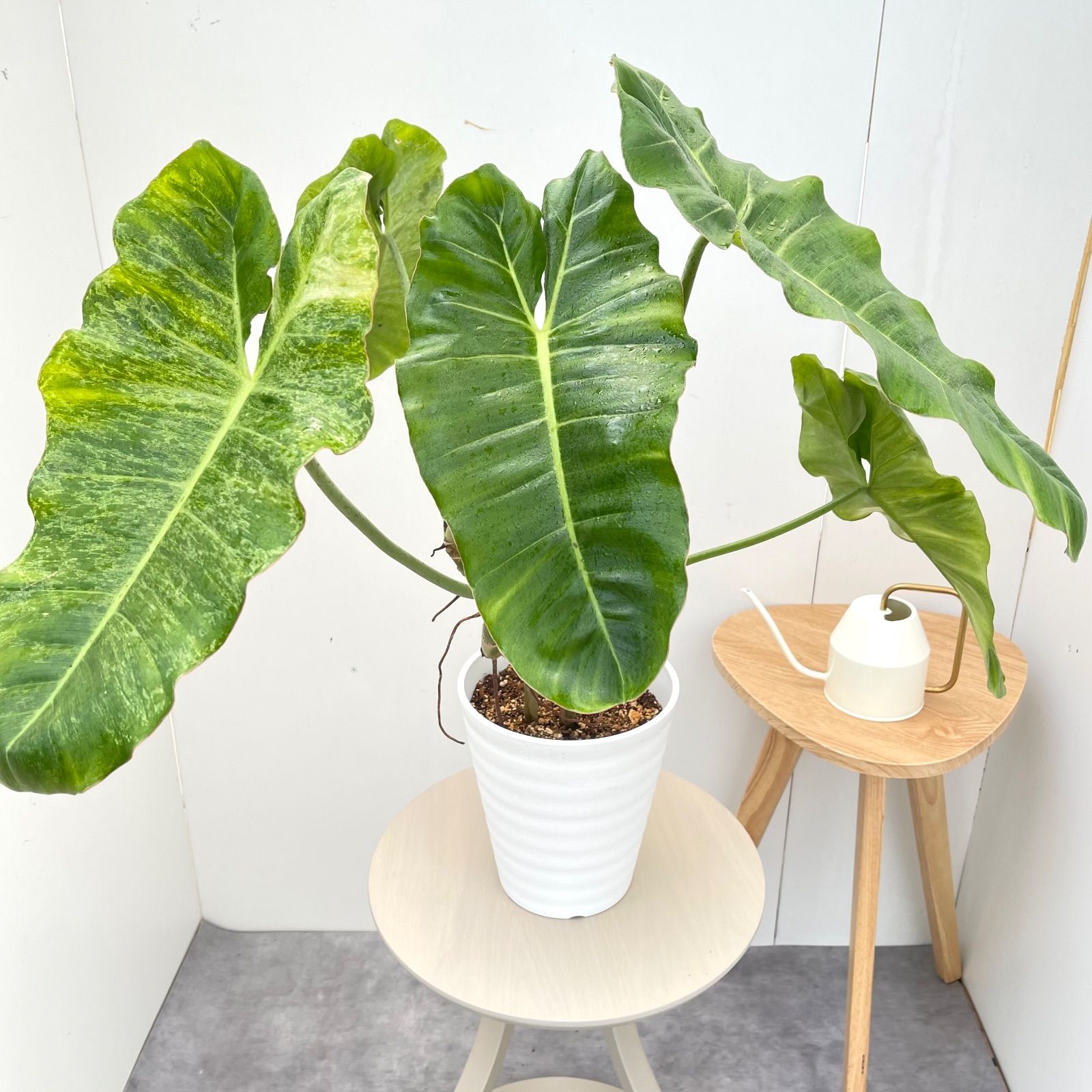 フィロデンドロン パライソベルデ 斑入り【現品】☆希少☆ 観葉植物 7