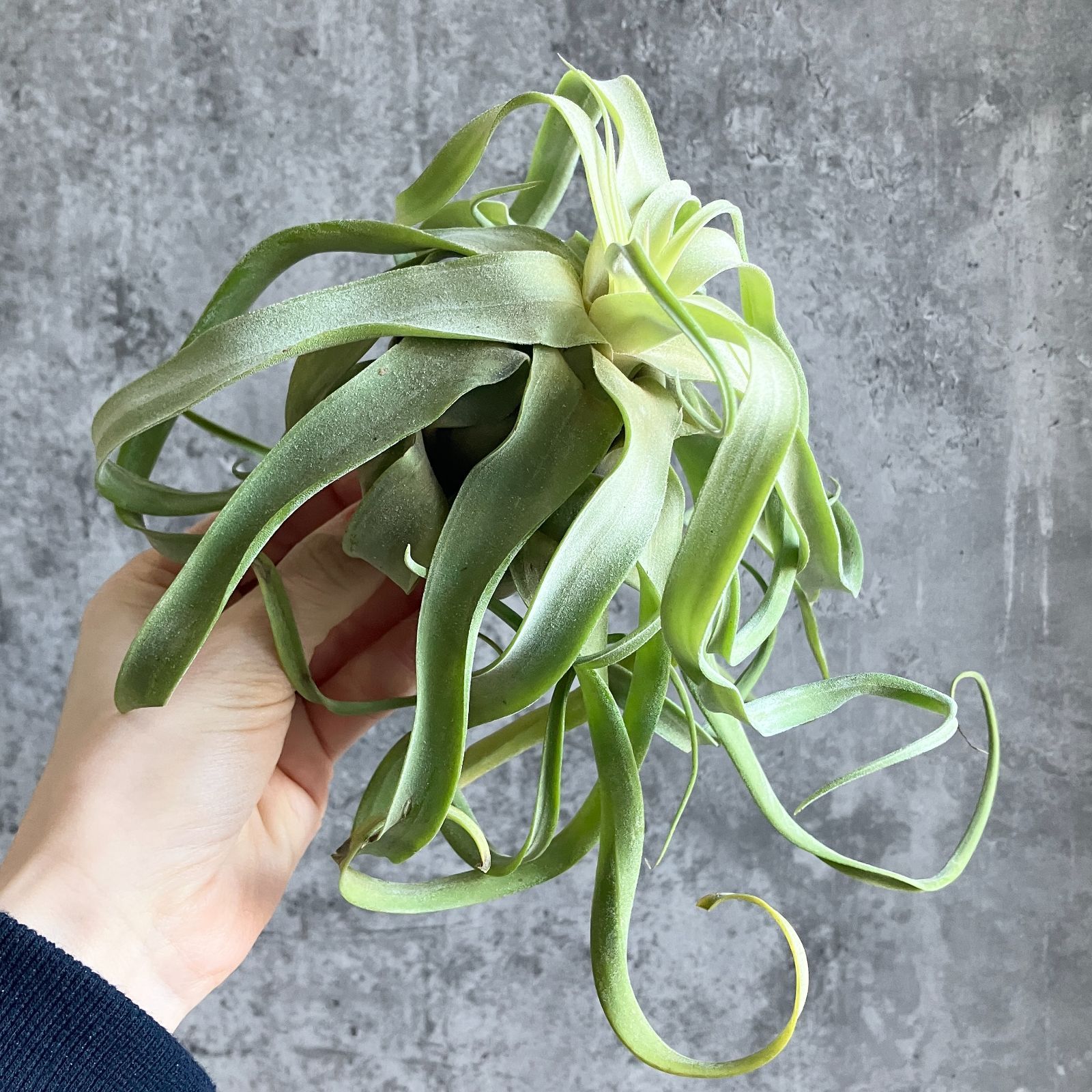 T3663☆美株 Lサイズ☆ ストレプトフィラ ！！チランジア エアプランツ