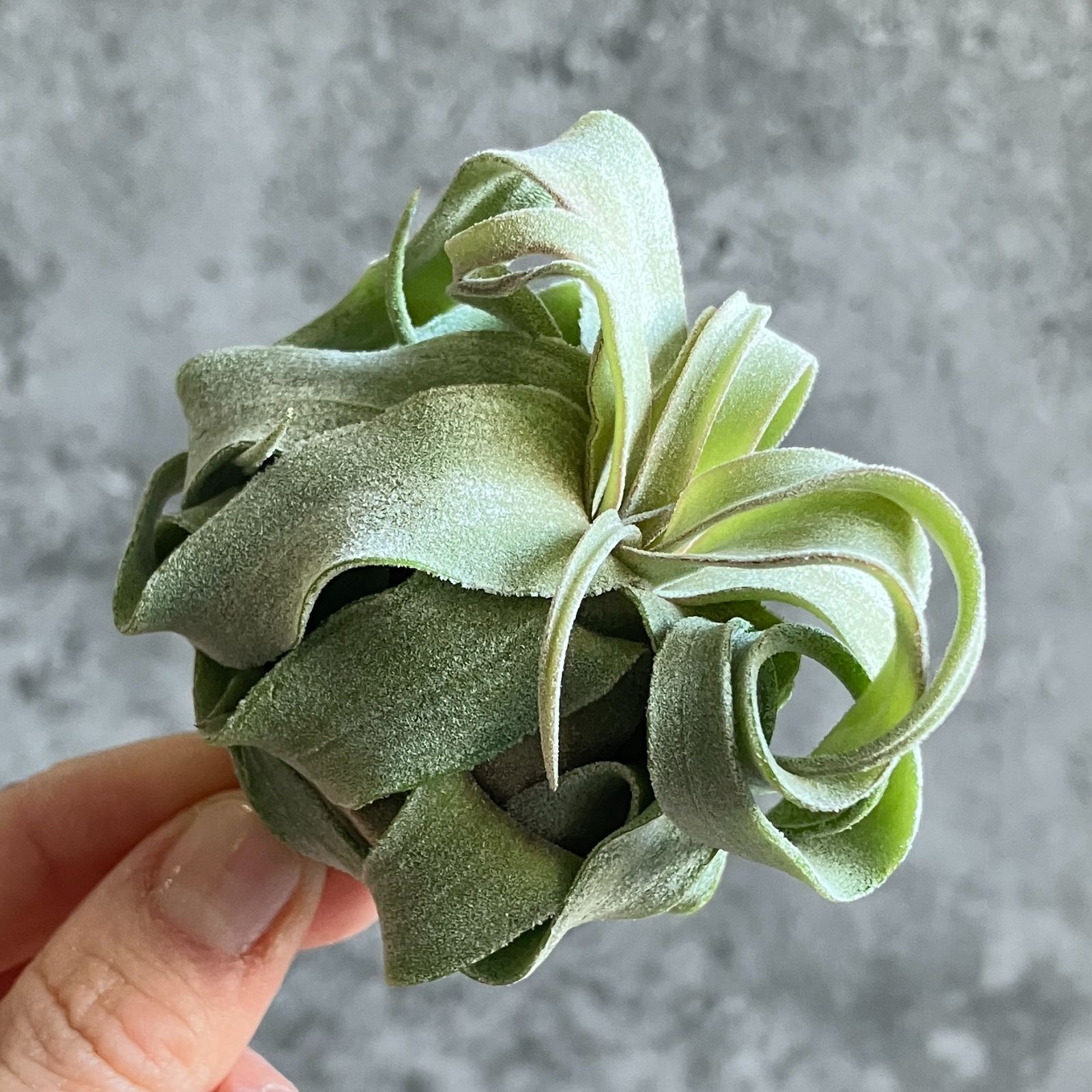 T3677☆超美株☆ チランジア ストレプトフィラ （ エアプランツ