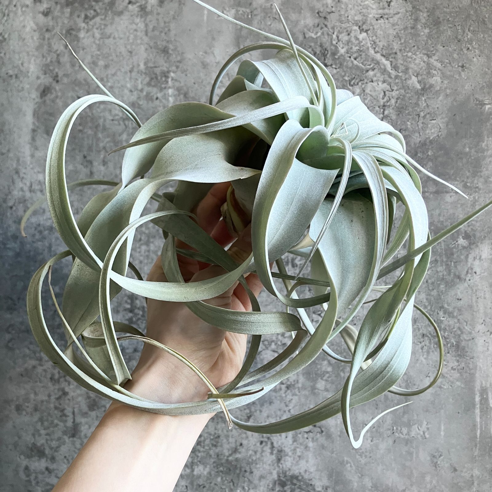 T3702☆美株 ロングリーフ☆ Lサイズ大株！ キセログラフィカ