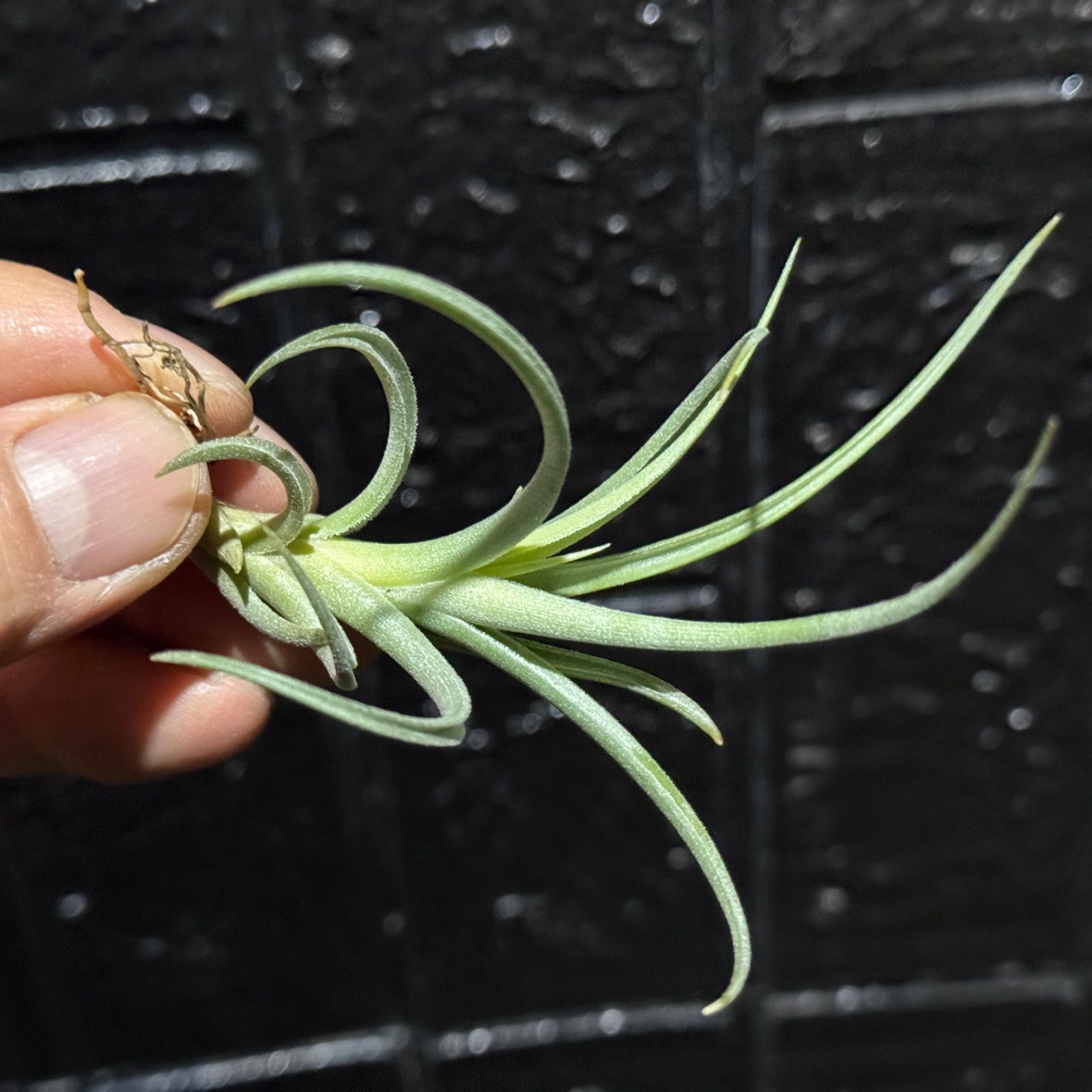 現品＊ くりんくりん＆ネジリ＊ うねり反りがち＊ チランジア ミカンス