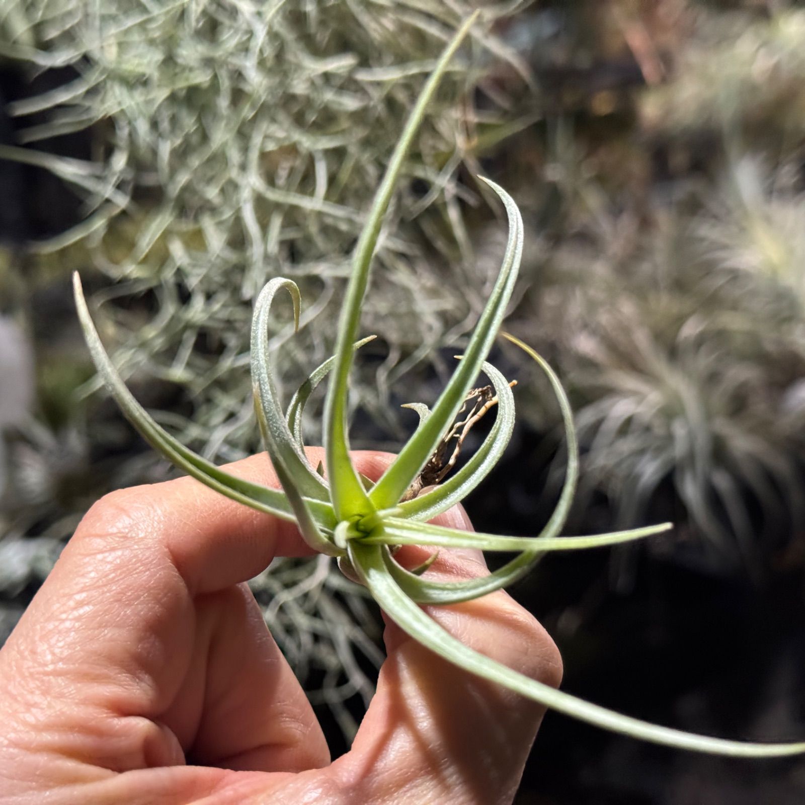 チランジア ロイテリ① (メルカリ便にてお届けします) 現品＊ くりんくりん＆ネジリ＊ うねり反りがち＊ チランジア ミカンス