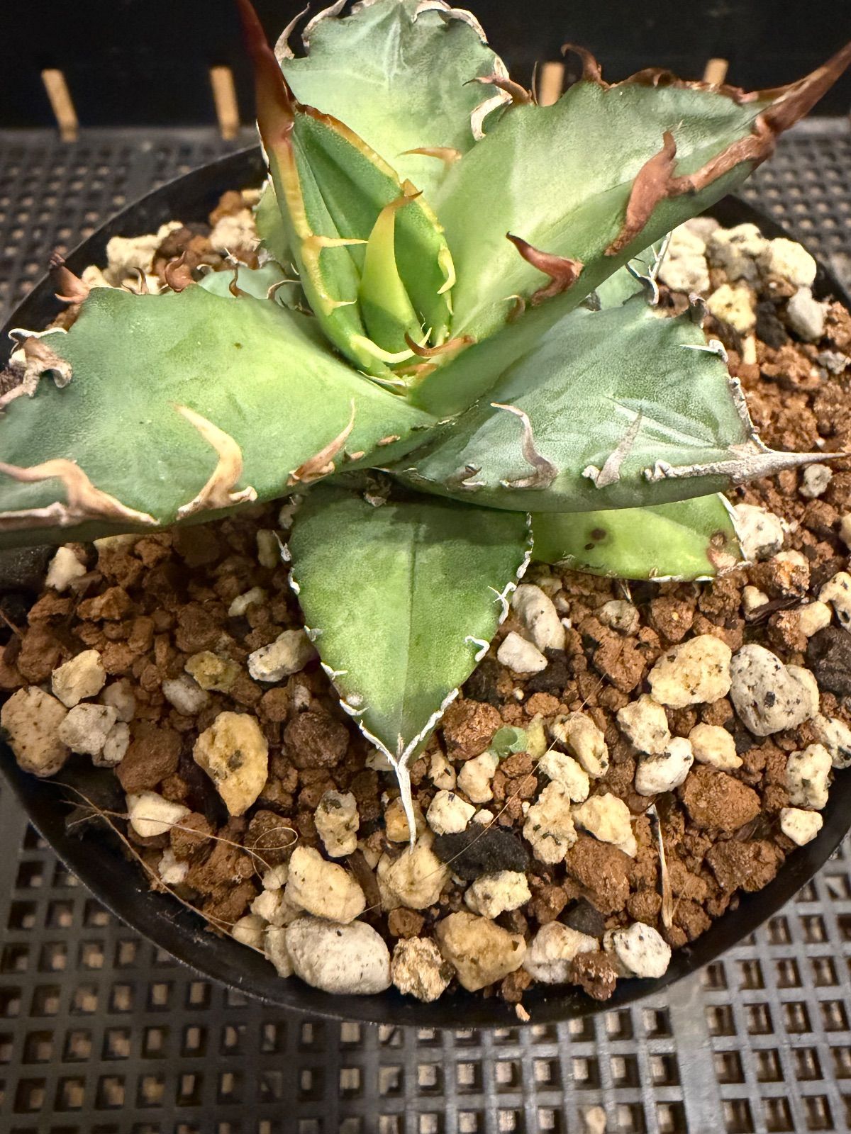 初売り アガベ オテロイ実生 変わり種選抜