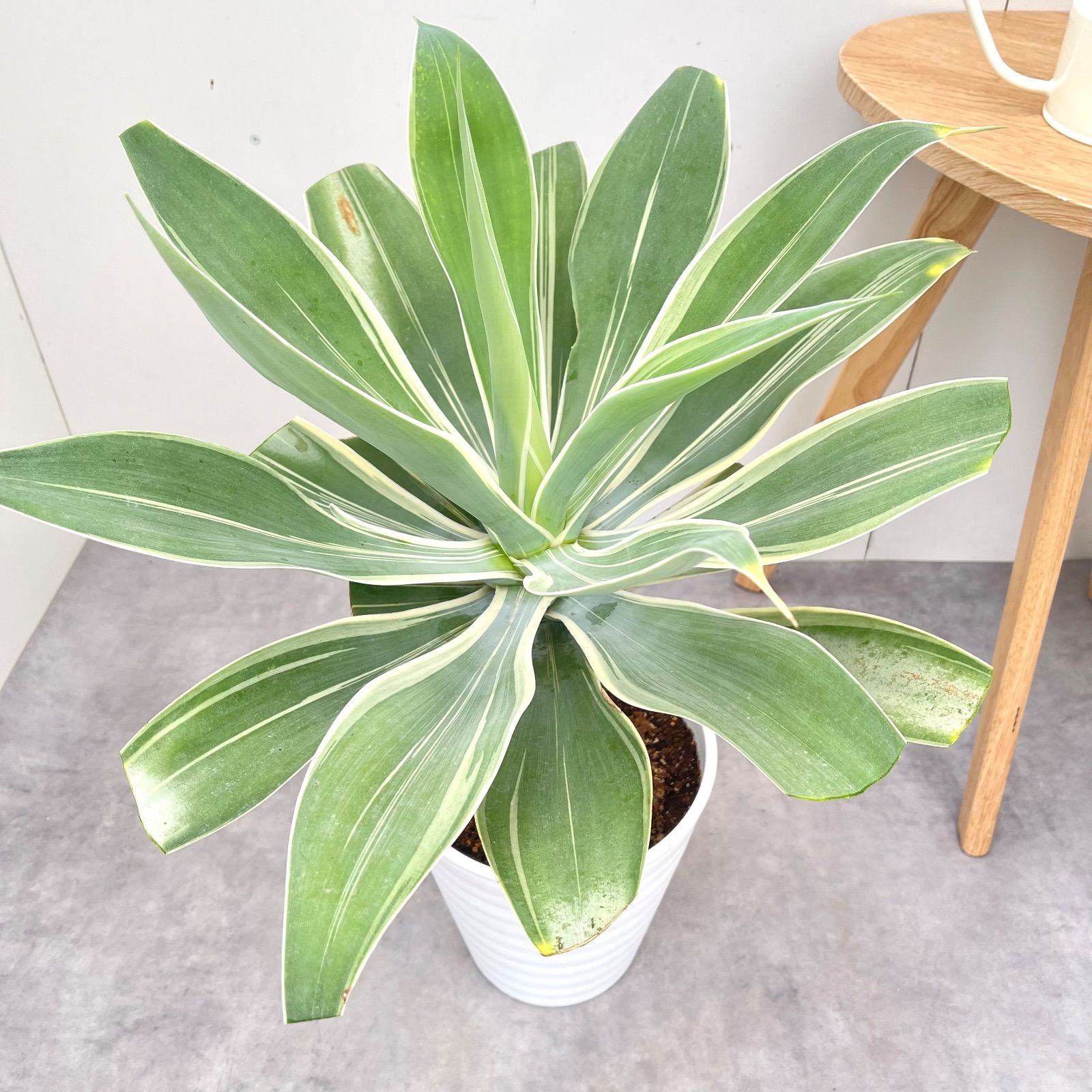 アガベ アテナータ 斑入り レオブライト 5 現品 観葉植物 大型