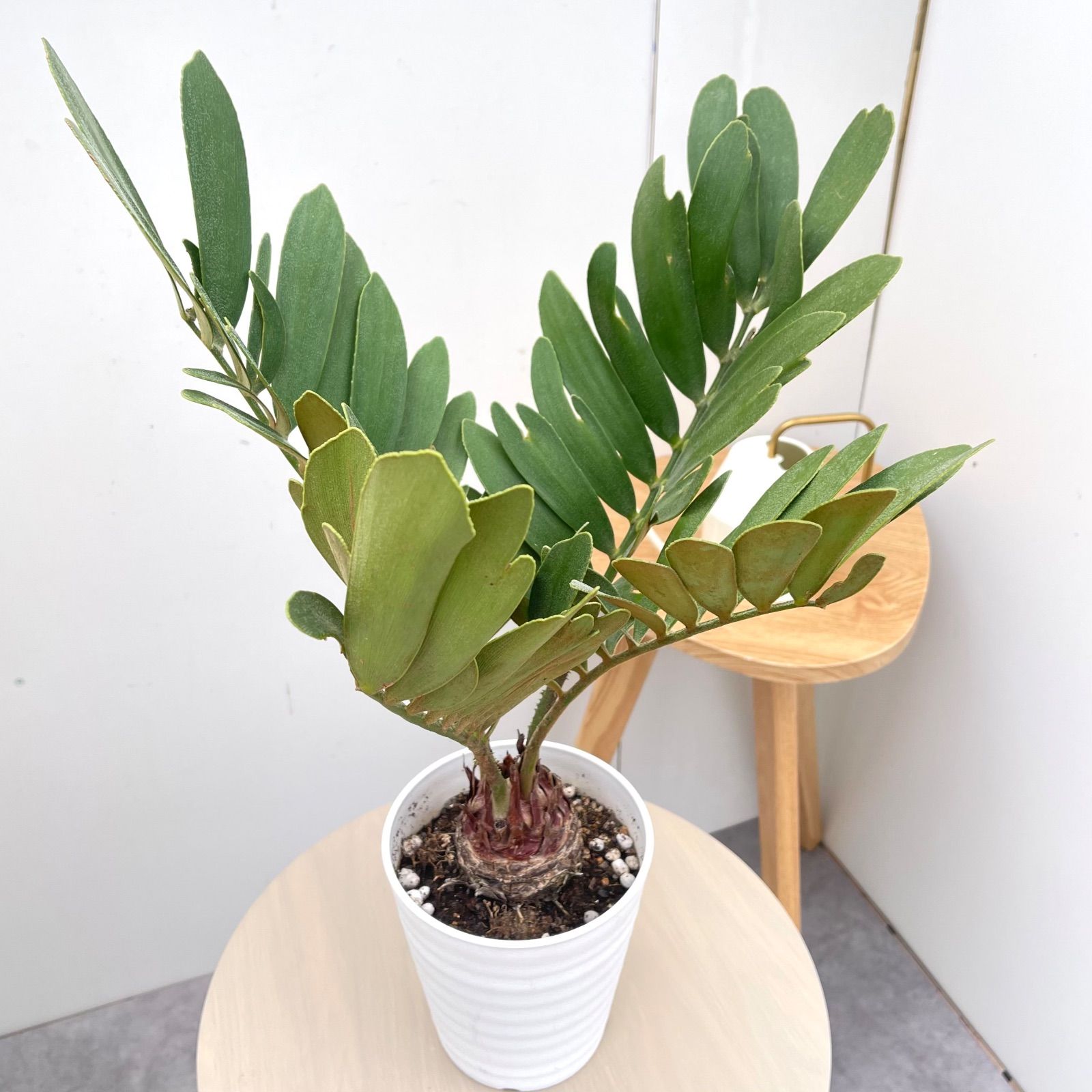 ソテツ　メキシコ　ソテツ　1 ソテツ メキシコソテツ1 【公式通販】