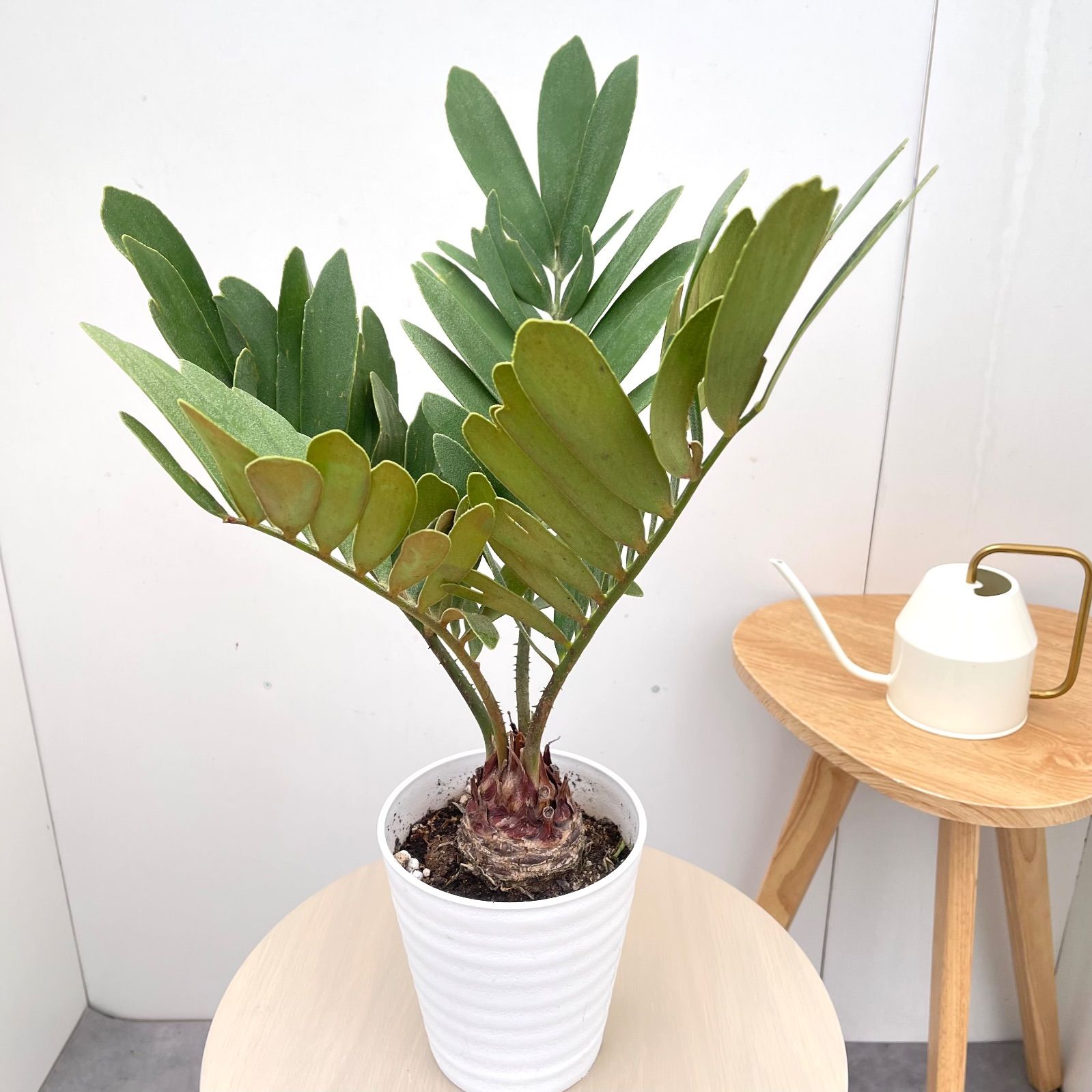 メキシコソテツ（ザミア）観葉植物 ソテツ、ザミア（育て方付き：観葉植物）【予約受付】再販予定あり