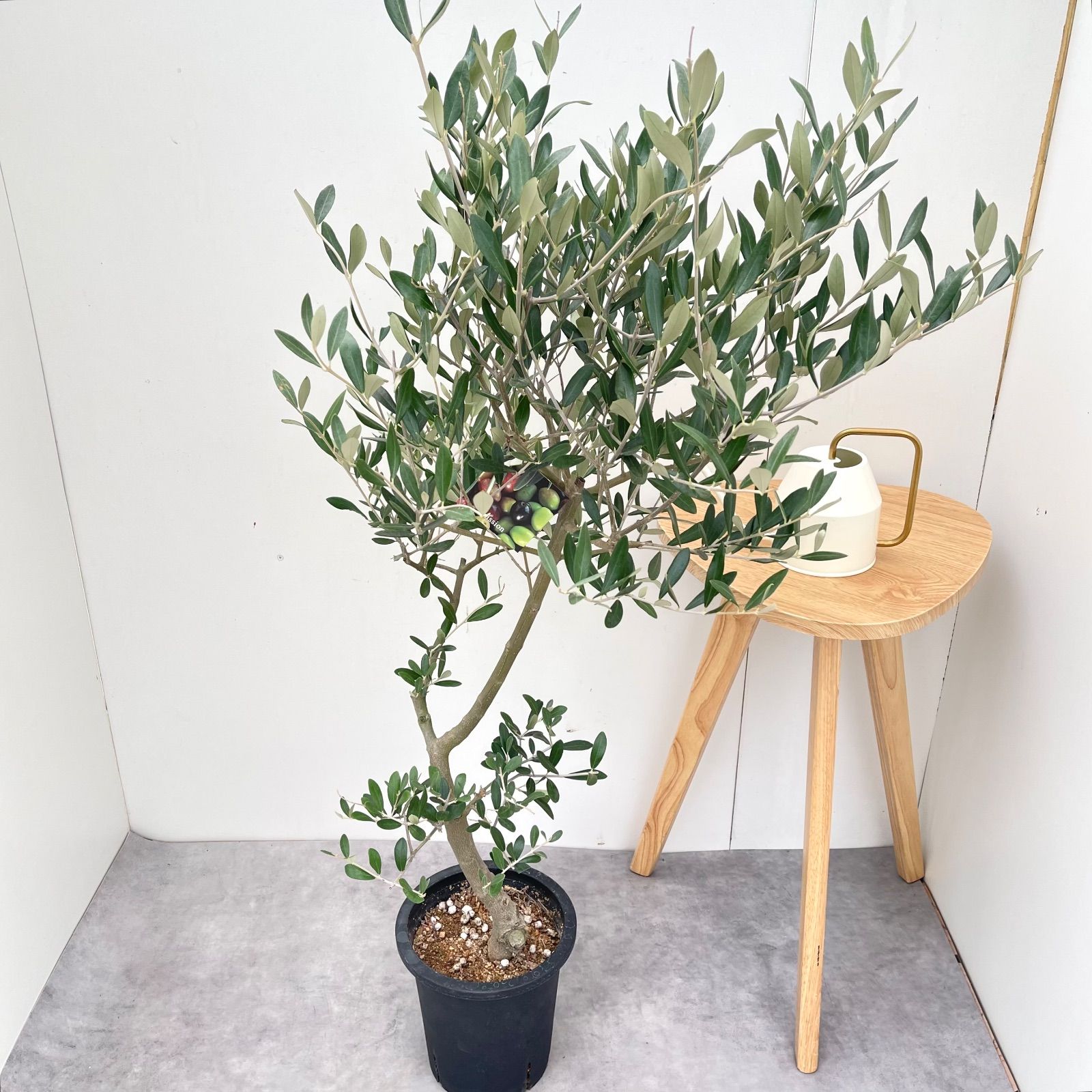 オリーブ 創樹 souju ミッション 7号鉢つき 幹太❗ ④ オリーブ