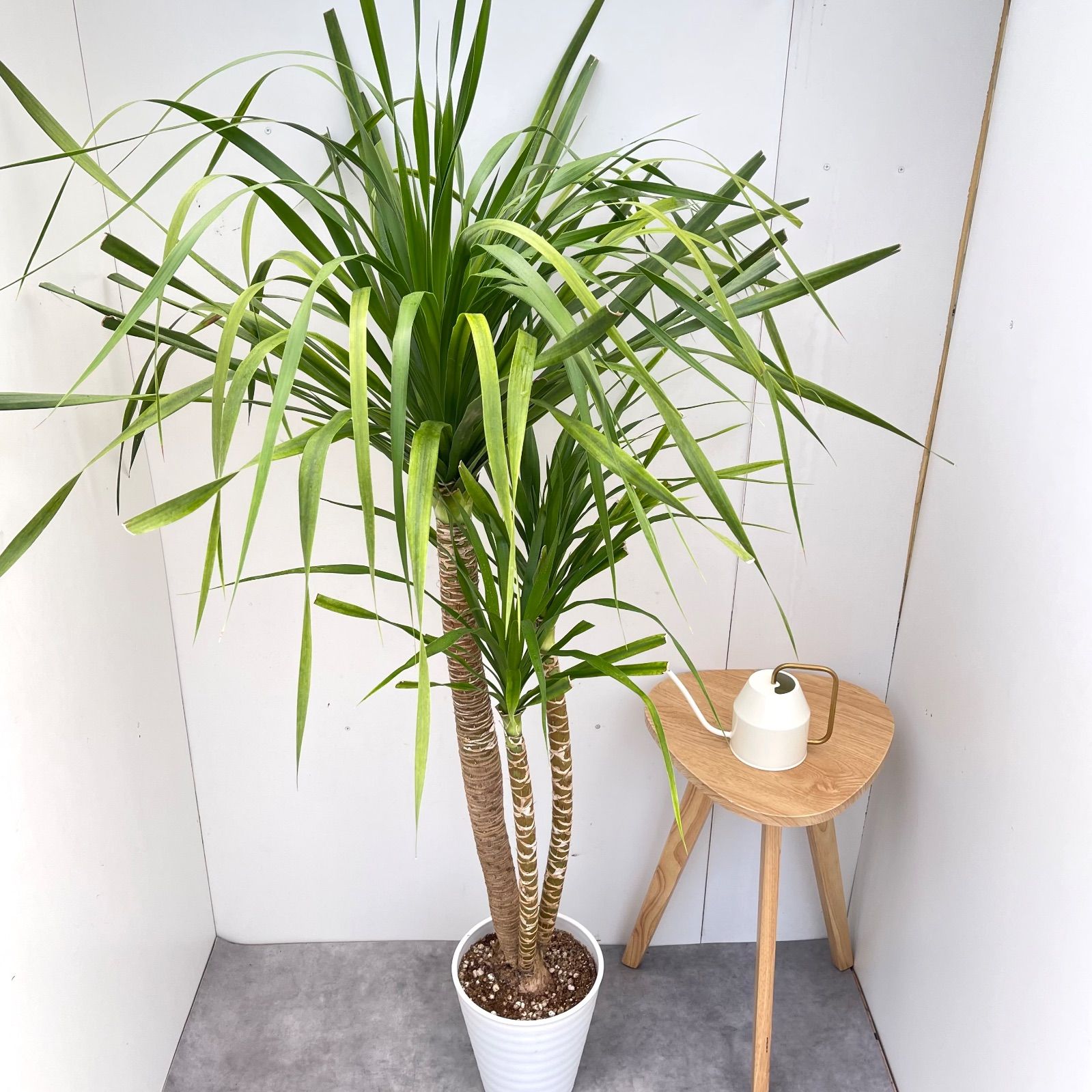 ドラセナ カンボジアーナ 1【現品】☆希少☆ 観葉植物 室内 8号 - メルカリ