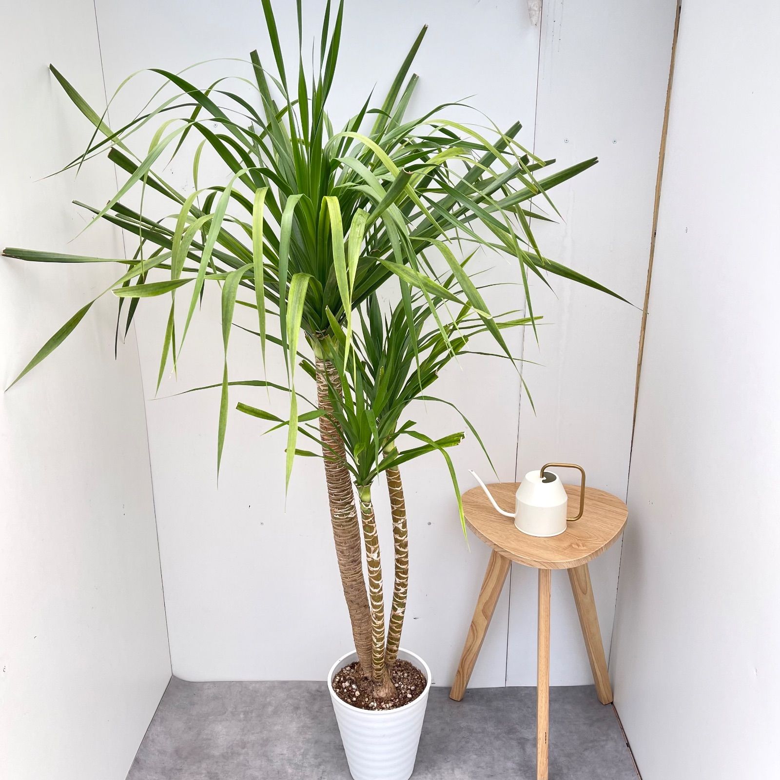 ドラセナ カンボジアーナ 1 現品 観葉植物 室内 8号