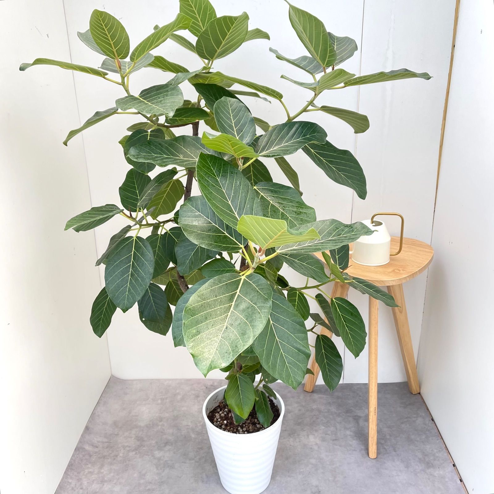 フィカス グランディス 曲がり 1【現品】☆希少☆ 観葉植物 室内 大型