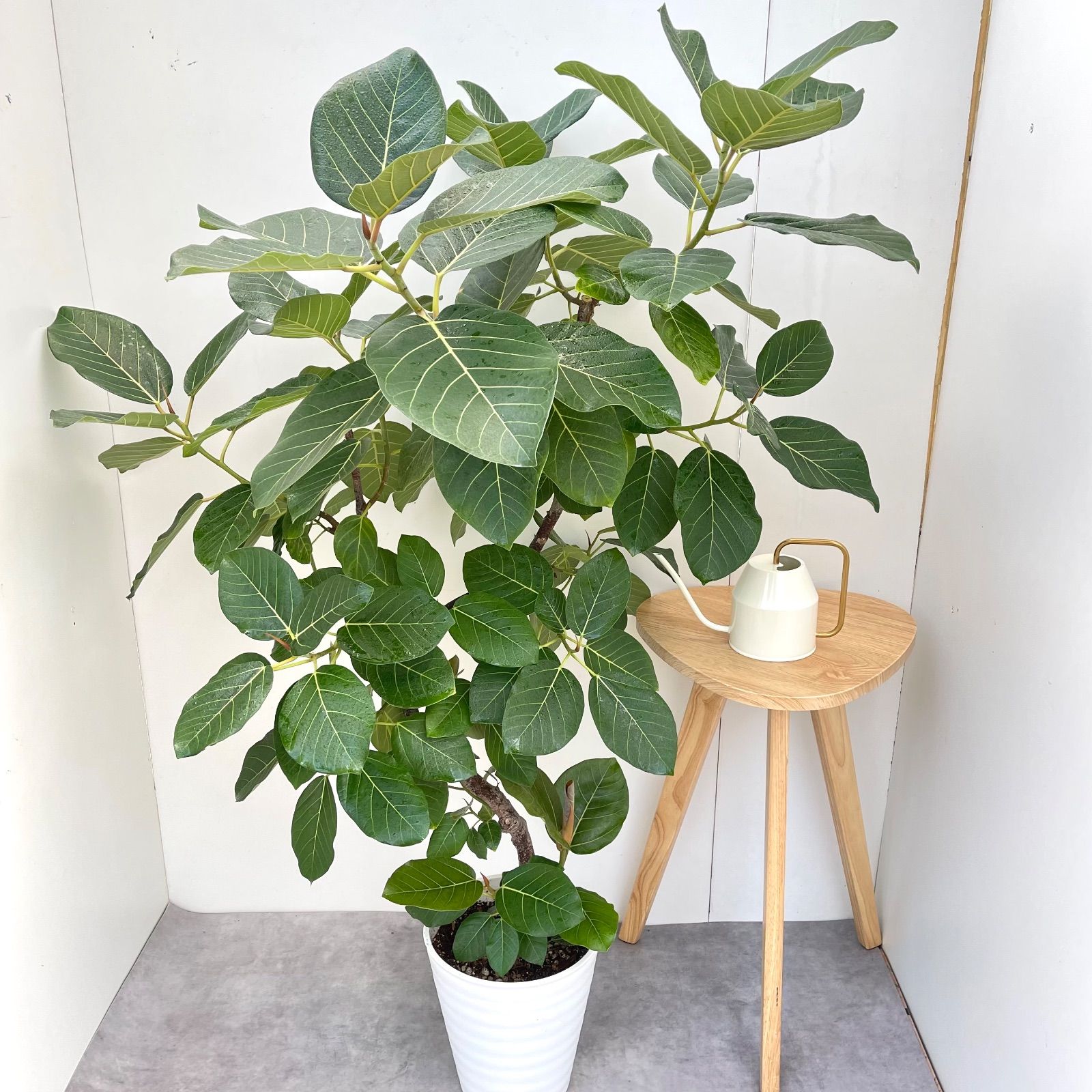 フィカス グランディス 曲がり 1【現品】☆希少☆ 観葉植物 室内 大型