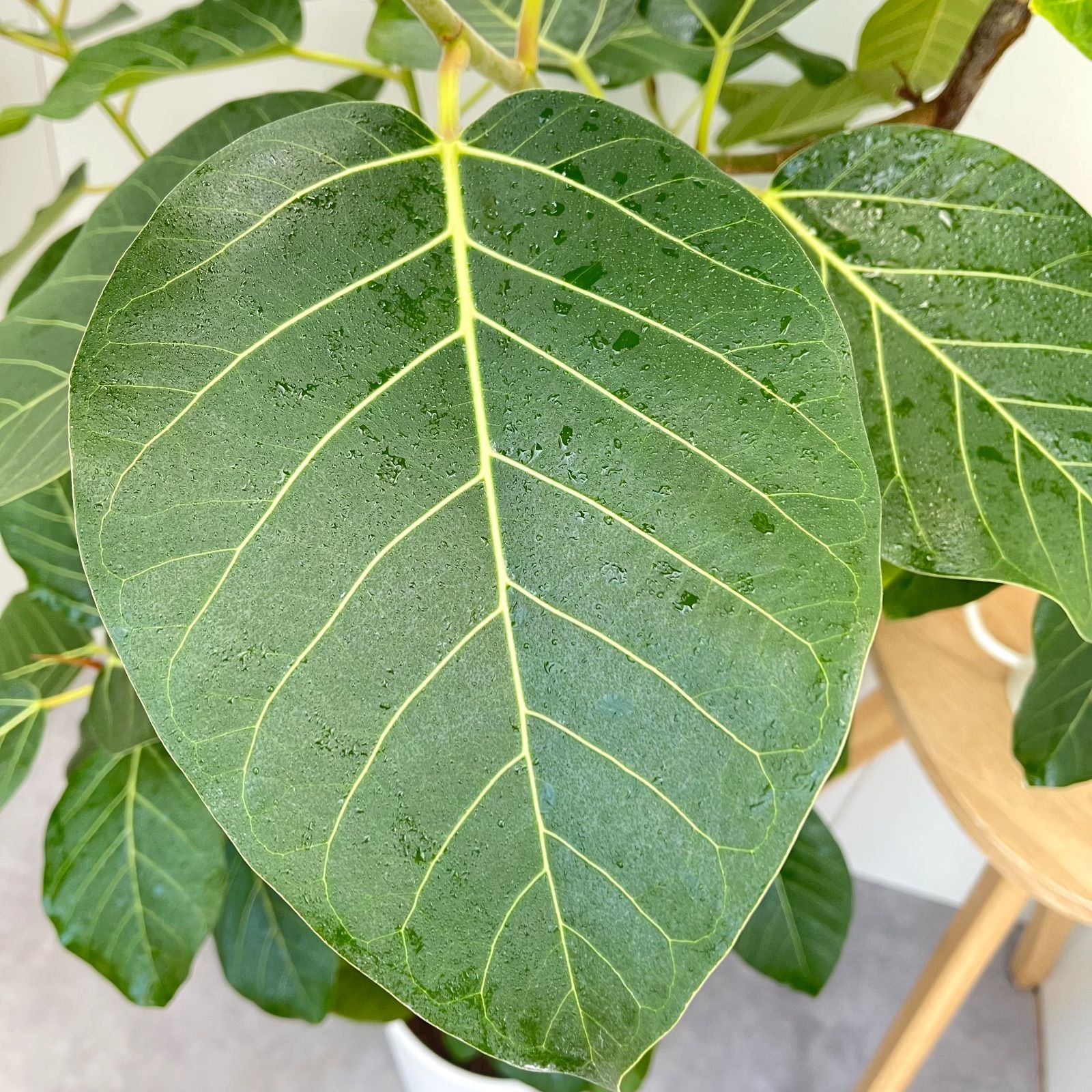 フィカス グランディス 曲がり 1【現品】☆希少☆ 観葉植物 室内 大型