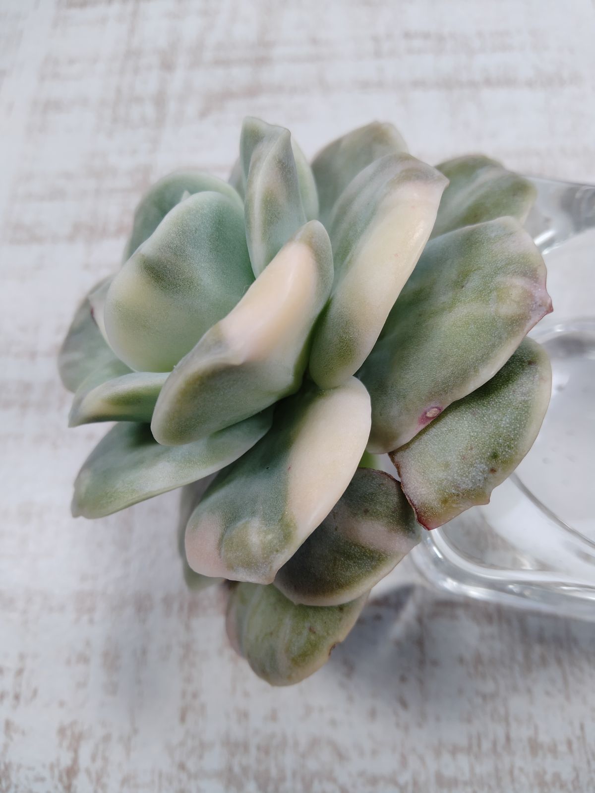 バンプラブリーローズ錦 - メルカリ