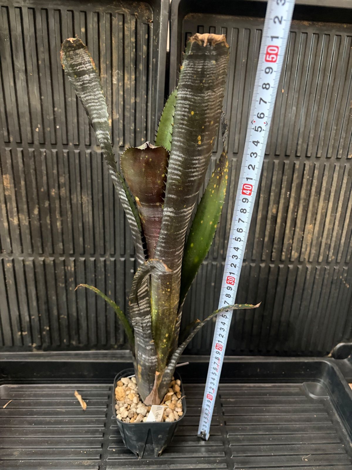 ビルベルギア Billbergia Obi-wan - メルカリ