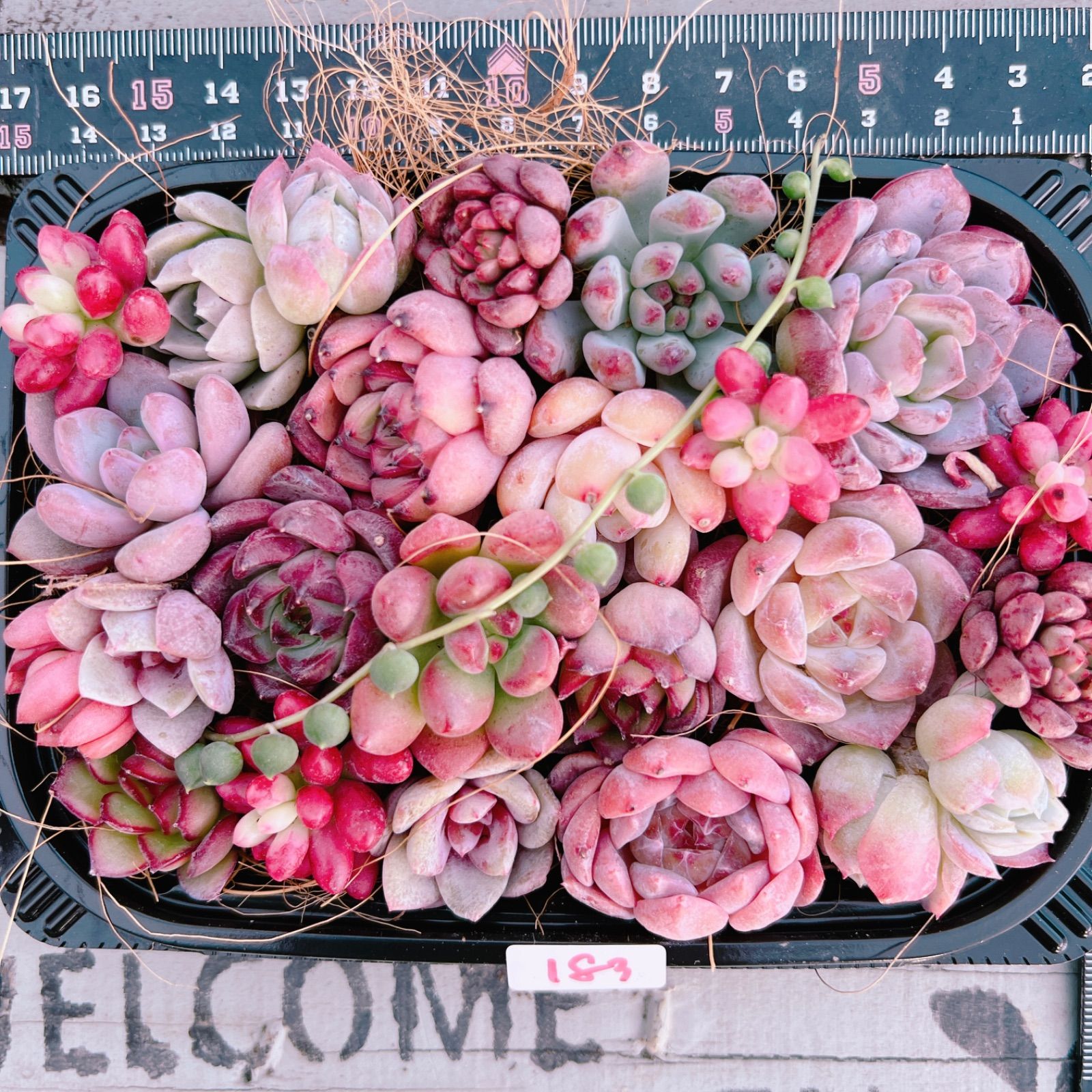 多肉植物 寄せ植えset♡183 - メルカリ