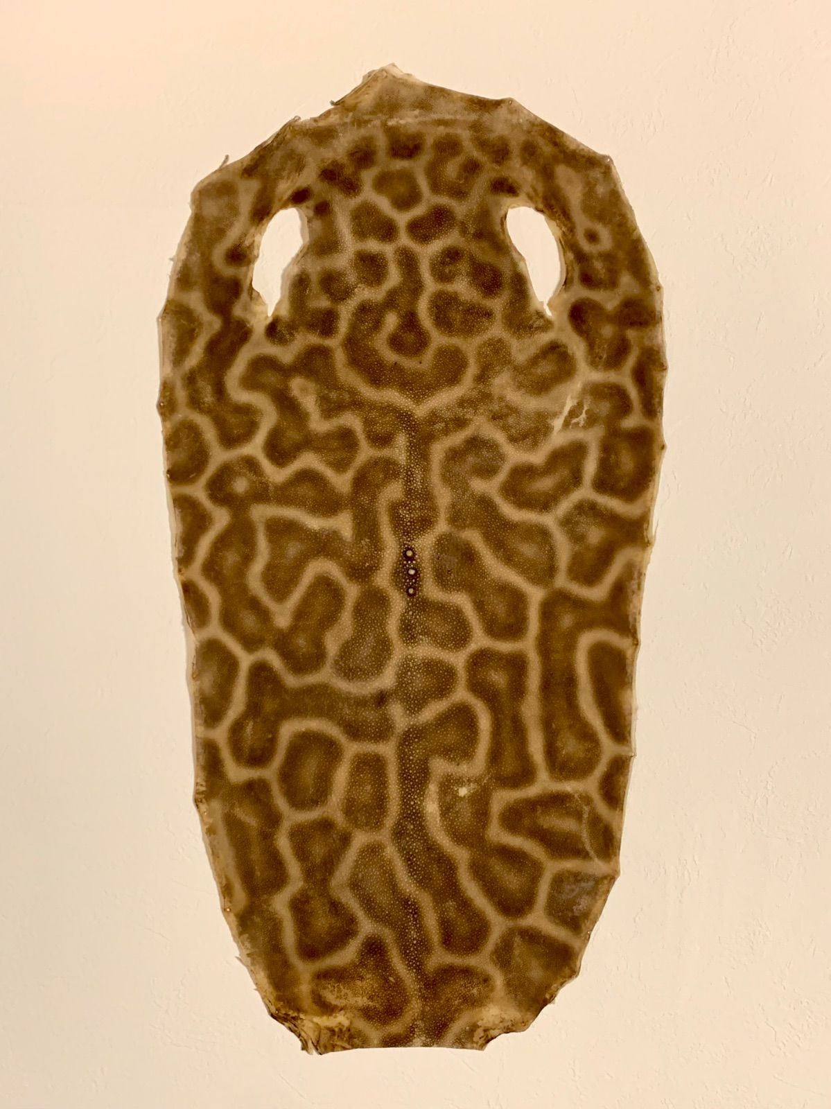 虎鮫① 刀剣用 鮫鞘 鮫皮 - メルカリ