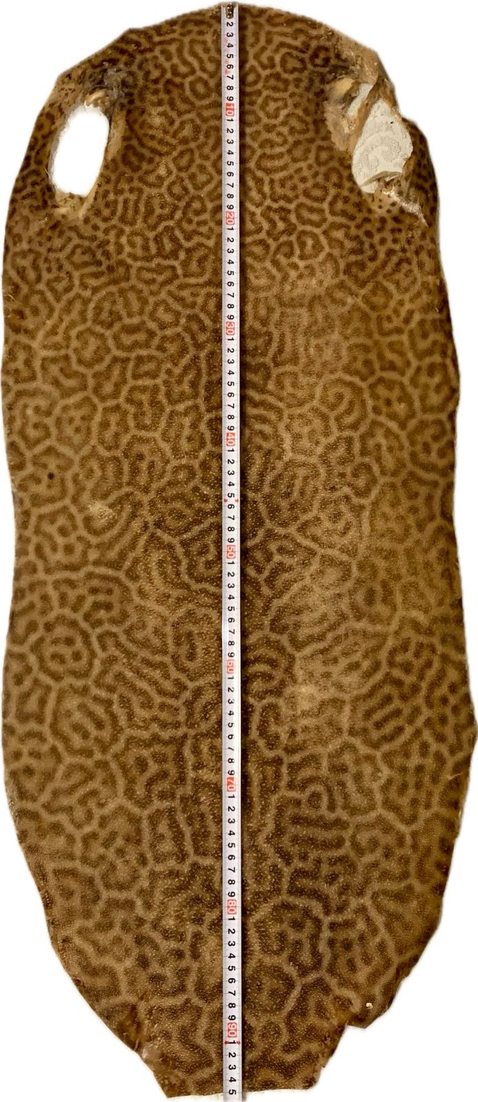 虎鮫③ 刀剣用 鮫鞘 鮫胴 鮫皮 - メルカリ