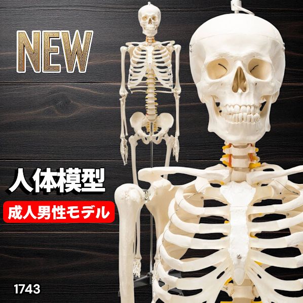 1743 全身 人体 模型 170cm 神経根有り 全身 骨格 標本 骸骨 人骨