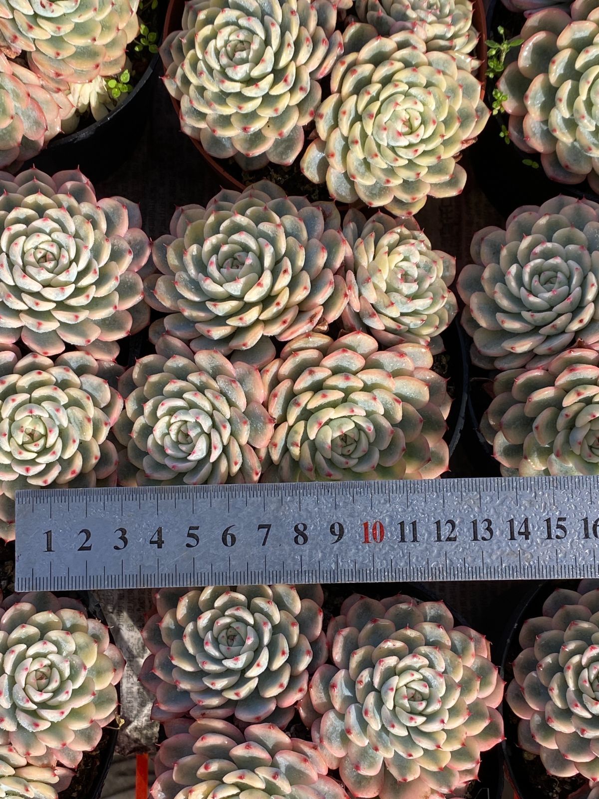 18株の抜き苗セット】ブルーミニマ錦群生 多肉植物 佐川急便発送