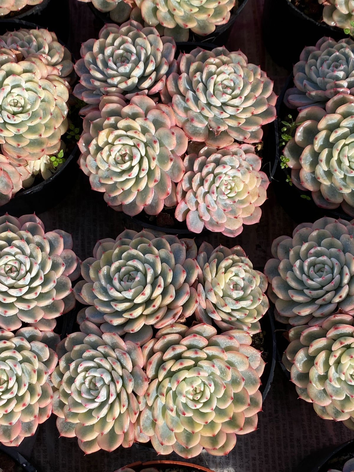 18株の抜き苗セット】ブルーミニマ錦群生 多肉植物 佐川急便発送