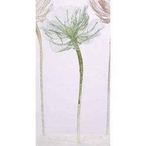 ASCA アスカ シフォンポピー A-34594-051 M 入数 24