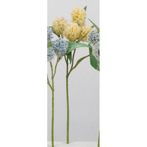 ASCA アスカ アザミX 5 A-34528-010 入数 36