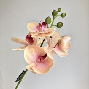 ASCA アスカ コチョウランX 5 つぼみX A-34541-004 入数 24