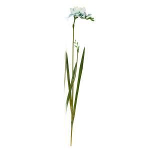 ASCA アスカ フリージア A-34462-051 R 入数 12