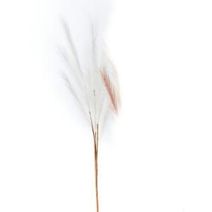 ASCA アスカ ファーンスプレー A-44039-011 入数 24