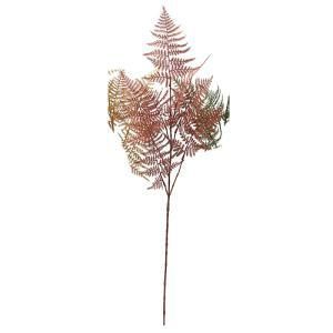 ASCA アスカ アスパラガスファーン A-74610-030 R 入数 12