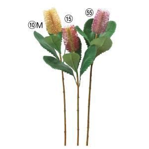 ASCA アスカ バンクシア A-34341-010 M 入数 12