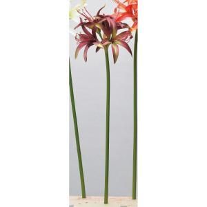 ASCA アスカ アマリリスX 4 A-34338-015 G 入数 12