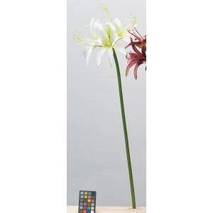 ASCA アスカ アマリリスX 4 A-34338-001 入数 12