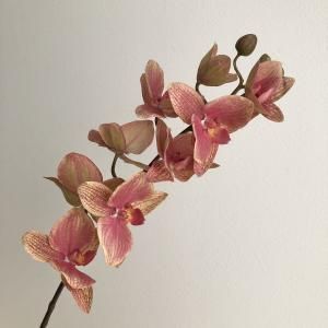 ASCA アスカ コチョウランX 9 つぼみX 3 A-34324-045 入数 12