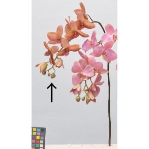 ASCA アスカ コチョウランX 9 つぼみX 3 A-34324-013 A 入数 12