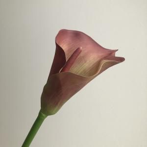 ASCA アスカ カラーリリィ A-34319-015 G 入数 6