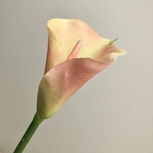 ASCA アスカ カラーリリィ A-34319-004 G 入数 6