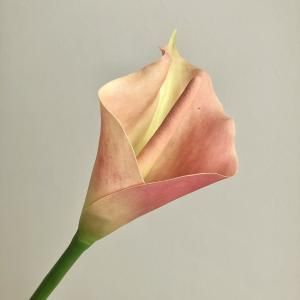 ASCA アスカ カラーリリィ A 34318 004 G 入数 12