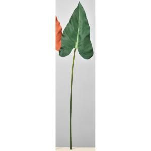 ASCA アスカ アロカシア A-43834-051 A 入数 24