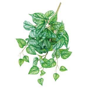 ASCA アスカ リーフブッシュ A-43818-052 T 入数 12