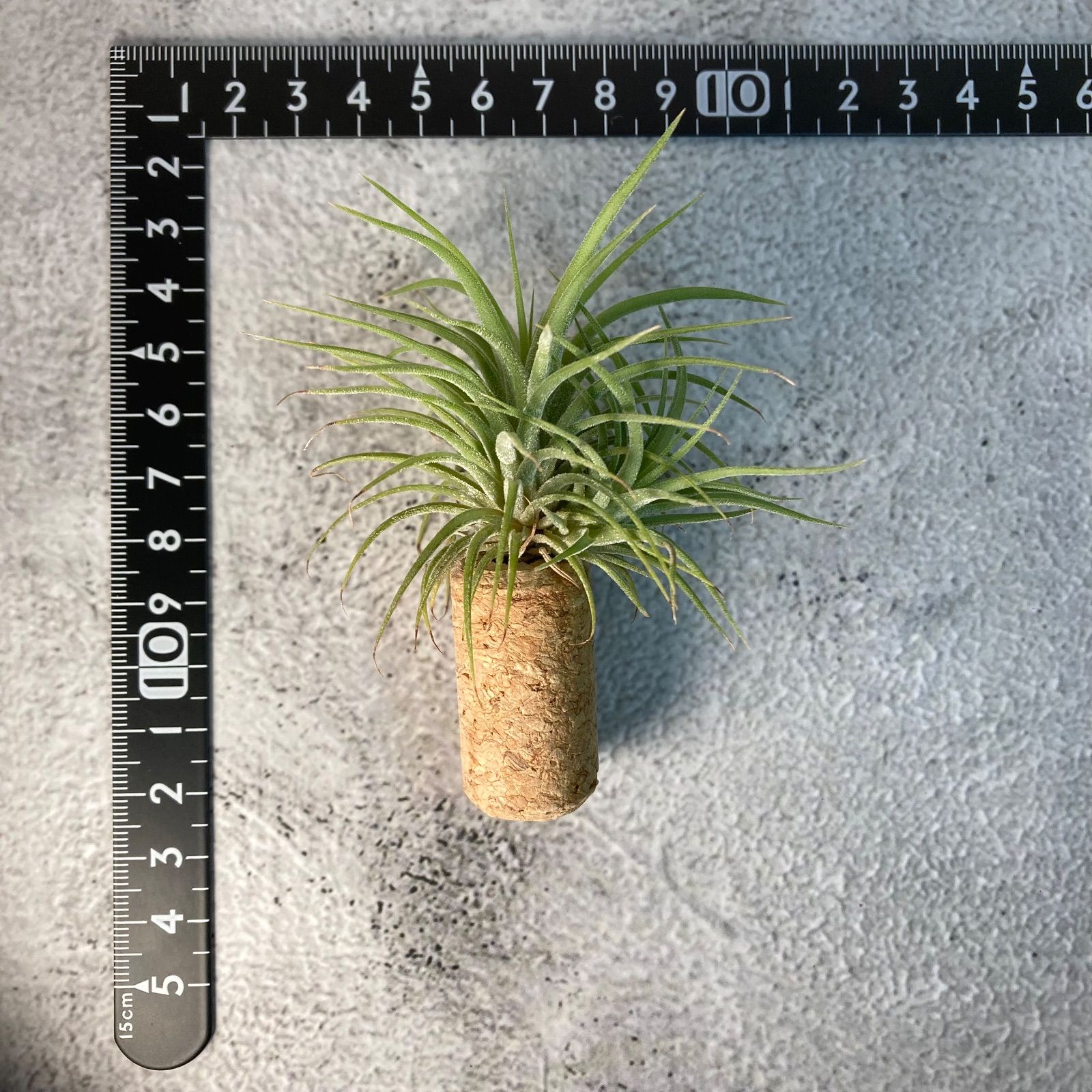 メルカリ便　イオナンタ　アルボマジナータ　クランプコルク着生 メルカリ便 イオナンタ アルボマジナータ クランプコルク着生 2025年