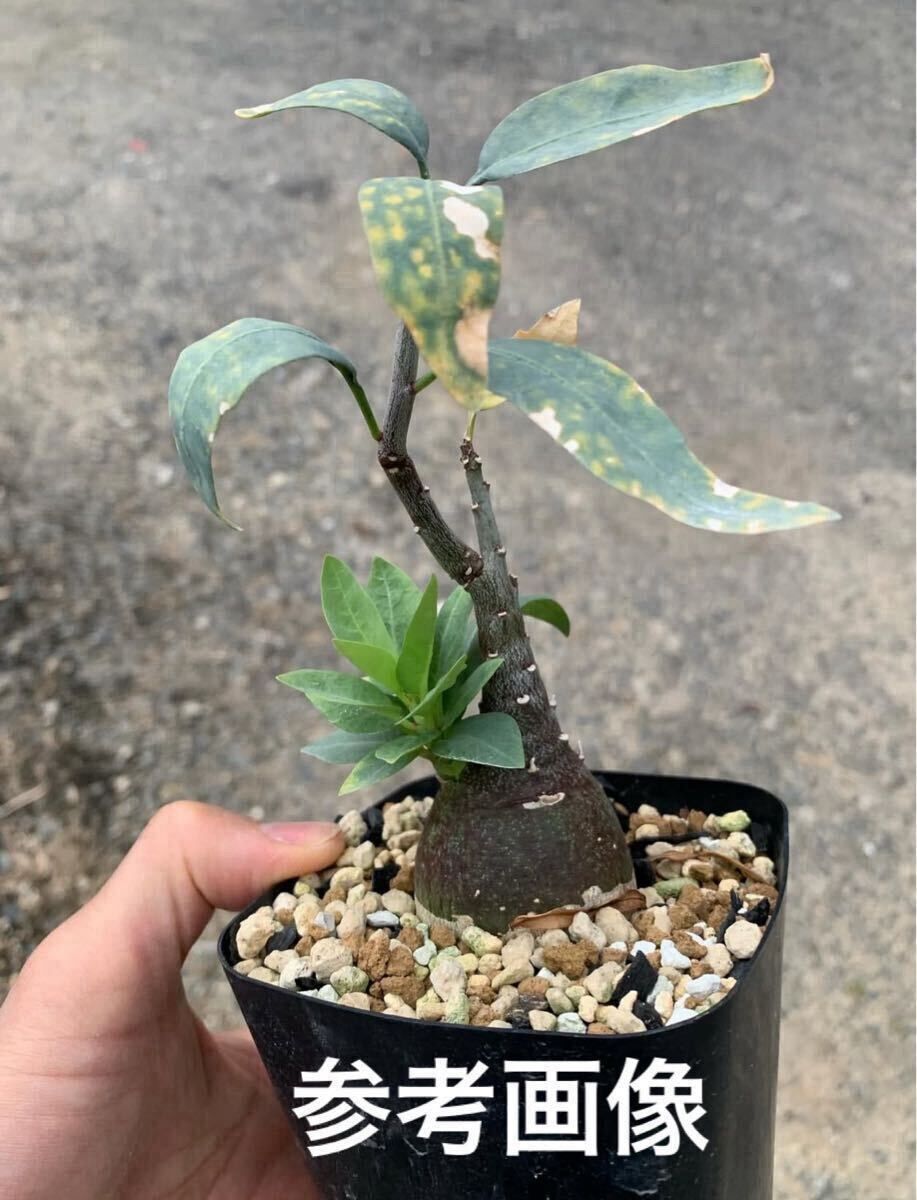 Adenia pechuelii アデニア ペチュエリー 種子3粒（多肉植物 観葉植物