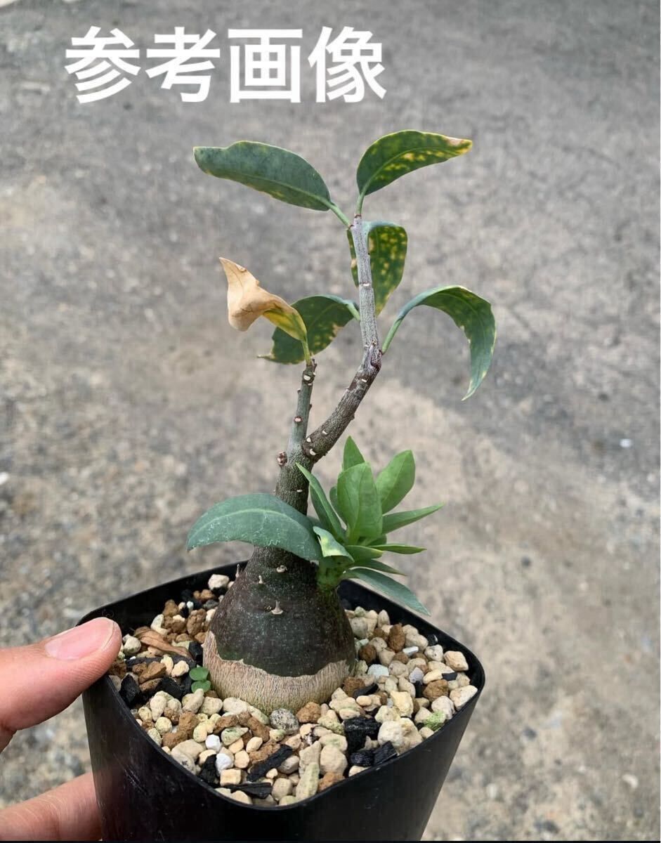 Adenia pechuelii アデニア ペチュエリー 種子3粒（多肉植物 観葉植物