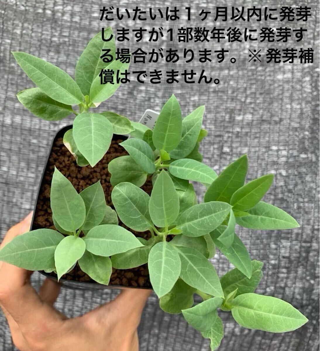 Adenia pechuelii アデニア ペチュエリー 種子3粒（多肉植物 観葉植物