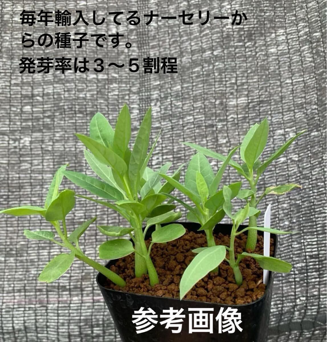 Adenia pechuelii アデニア ペチュエリー 種子3粒（多肉植物 観葉植物