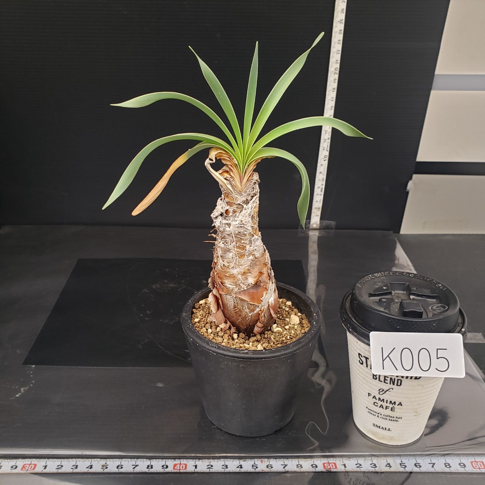 クロッシネ フラバ (検:ブーファン ブーファン ディスティチャ （発根