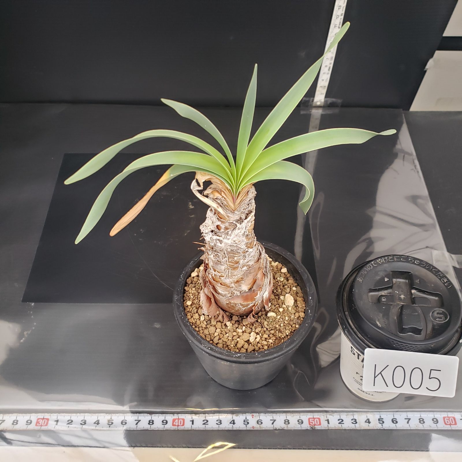 ブーファン　ディスティチャ　現地球　発根済 ブーファン ディスティチャ 現地株 発根済