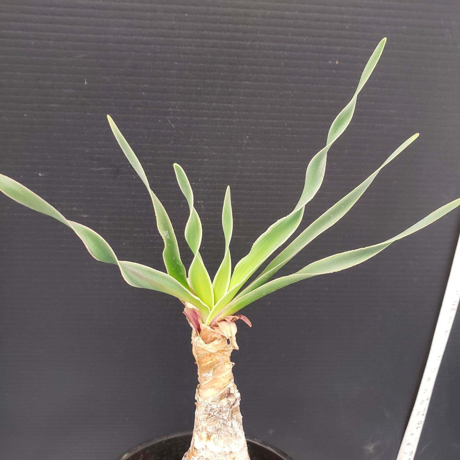 K006【自社養生株】ブーファン ディスティチャ（現地球・発根株